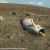 Армия обороны НКР сбила азербайджанский беспилотник, нарушивший границу Арцаха