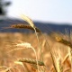 Урожай зерновых в Армении в 2013 году составил 544,2 тысяч тонн - Минсельхоз  