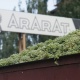 Ереванский коньячный завод завершил закуп винограда в Араратской долине 