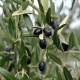 Оливковое дерево было введено в Палестину из Армении в 4000 г. до н.э. и распространились на Средиземноморье и Северную Африку